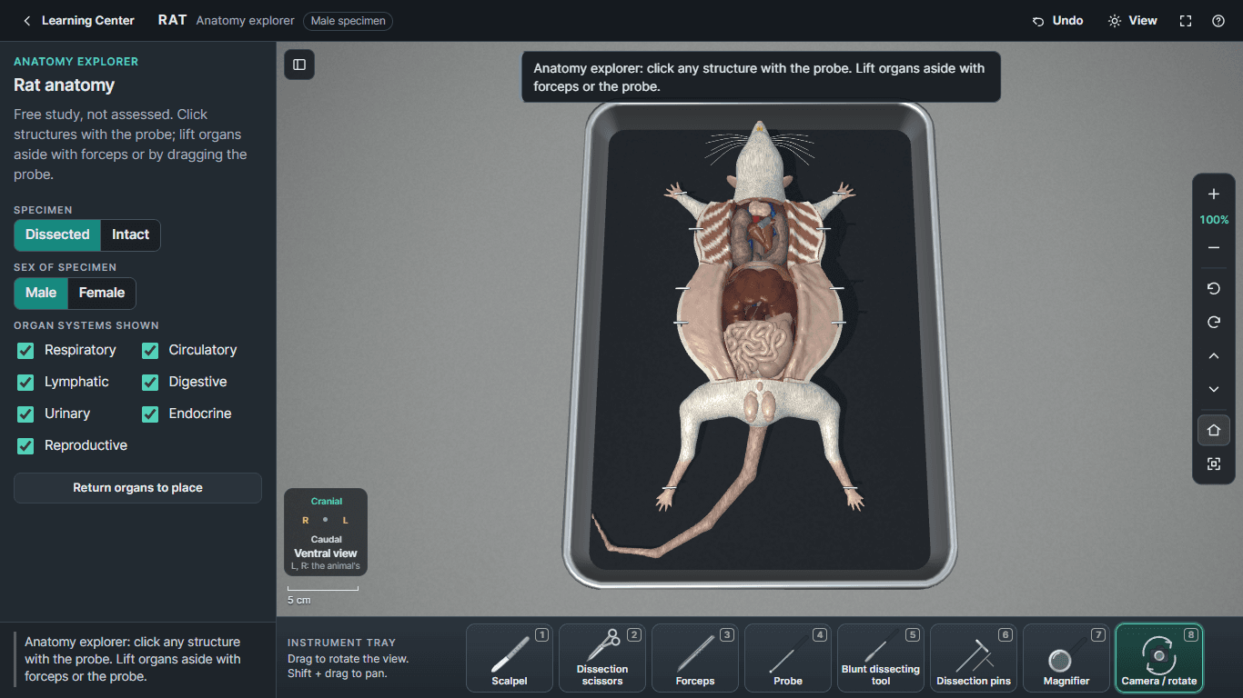 Vertebrate Lab 3D anatomy explorer showing a dissected 3D rat in a dissection tray with its thoracic and abdominal organs visible.