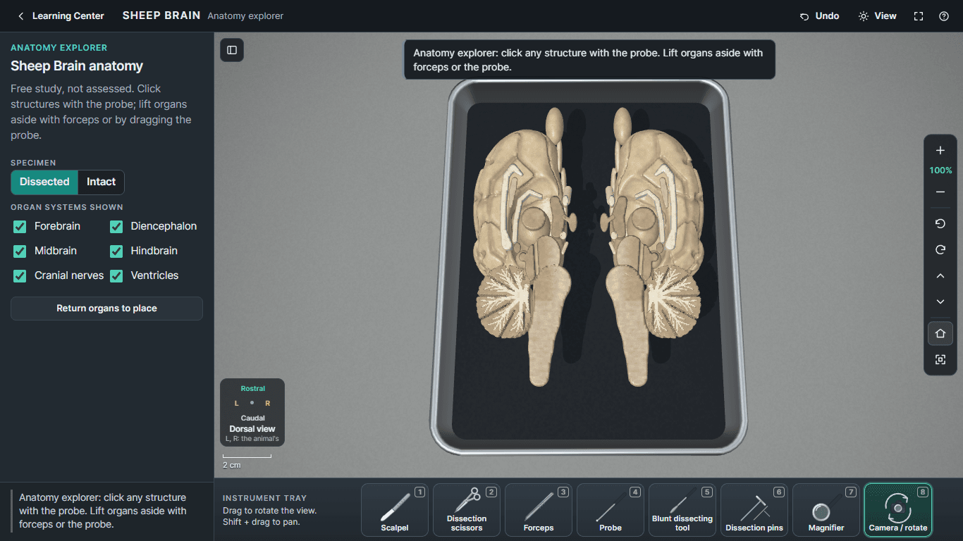 Vertebrate Lab 3D showing the two halves of a 3D sheep brain after a midsagittal cut, side by side in a dissection tray.